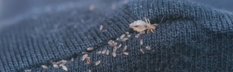 Jak wyglądają wszy u dzieci? Oto różnice między wszami a łupieżem