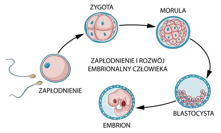 Objawy zagnieżdżenia zarodka