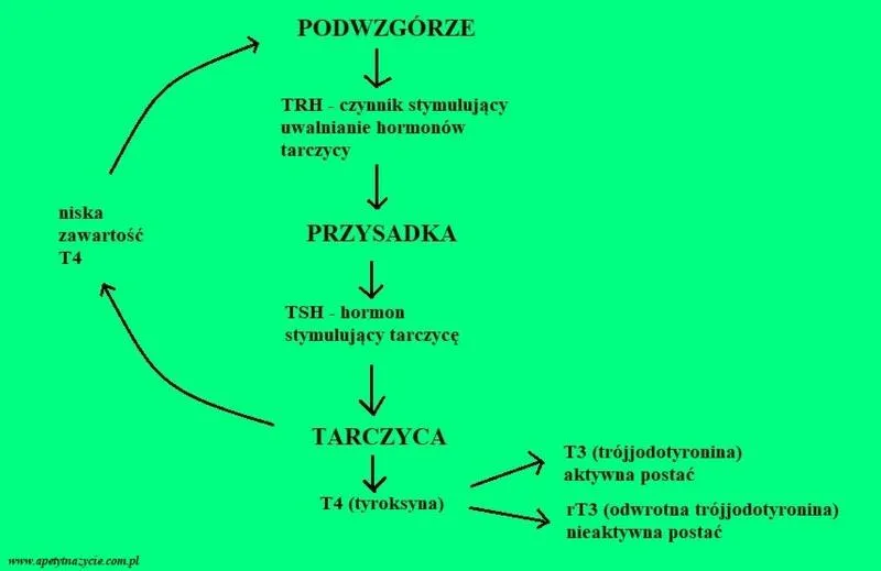 Wynik TSH